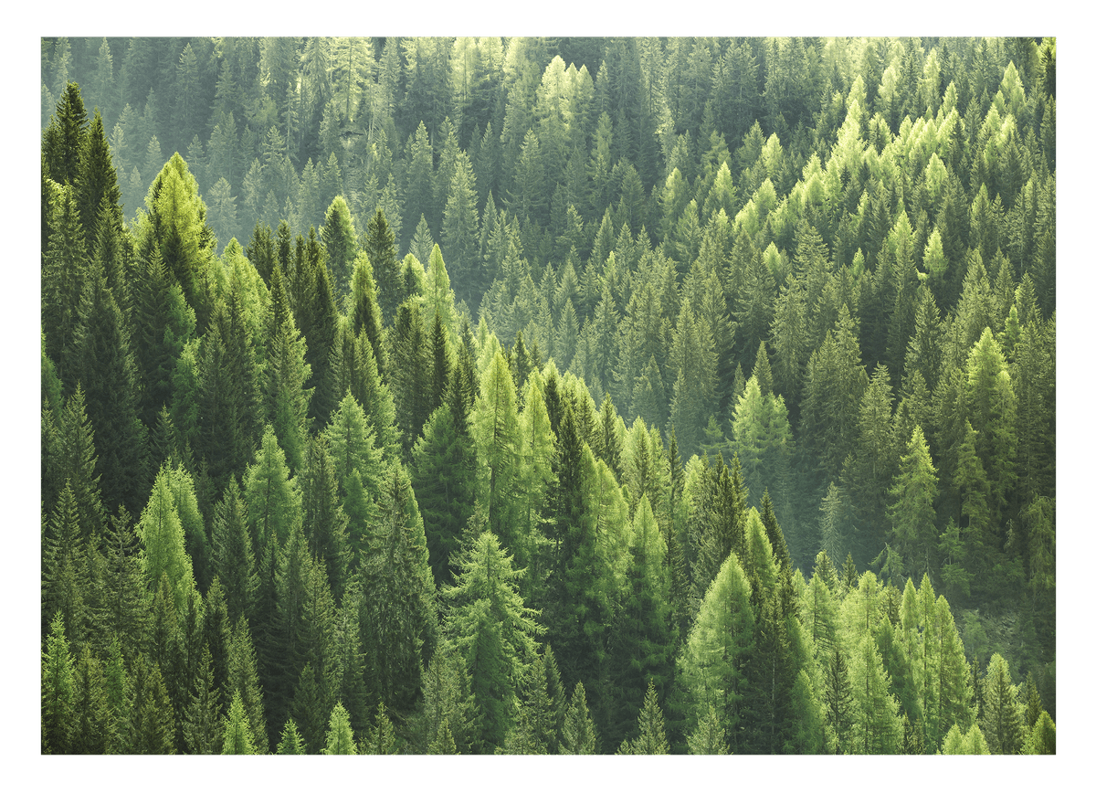 Wald von oben - Grüne Baumkronen