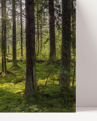 After Hover: Moos im Wald