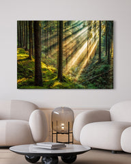 After Hover: Warme Sonnenstrahlen im Wald - Natur Aufnahme