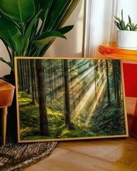 After Hover: Warme Sonnenstrahlen im Wald - Natur Aufnahme