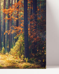 After Hover: Herbst im Wald