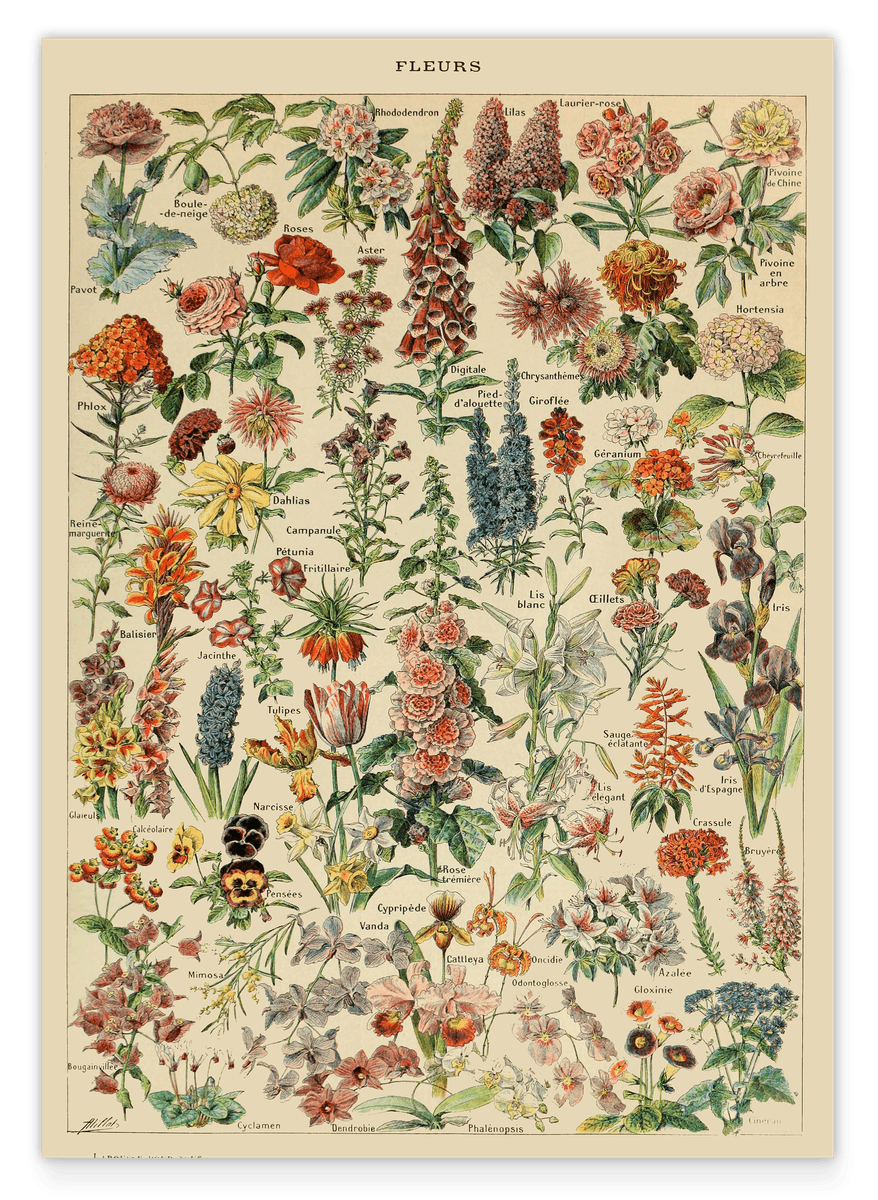 Adolphe Philippe Millot - Vintage Blumen-Übersicht