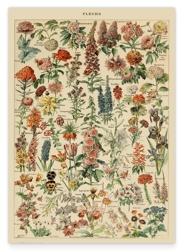 Adolphe Philippe Millot - Vintage Blumen-Übersicht