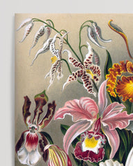 After Hover: Ernst Haeckel - Blumen