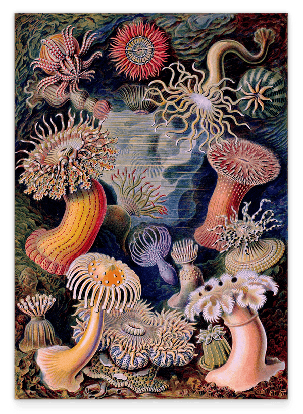 Ernst Haeckel - Anemonen