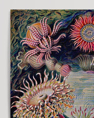 After Hover: Ernst Haeckel - Anemonen