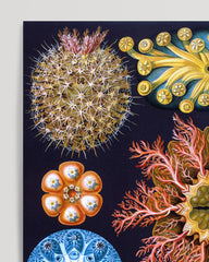 After Hover: Ernst Haeckel - Ascidian