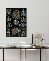 After Hover: Ernst Haeckel - Mycetozoa