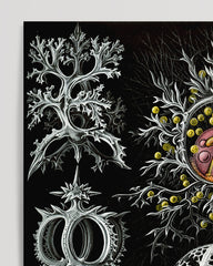 After Hover: Ernst Haeckel - Mycetozoa