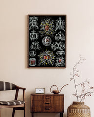 After Hover: Ernst Haeckel - Mycetozoa