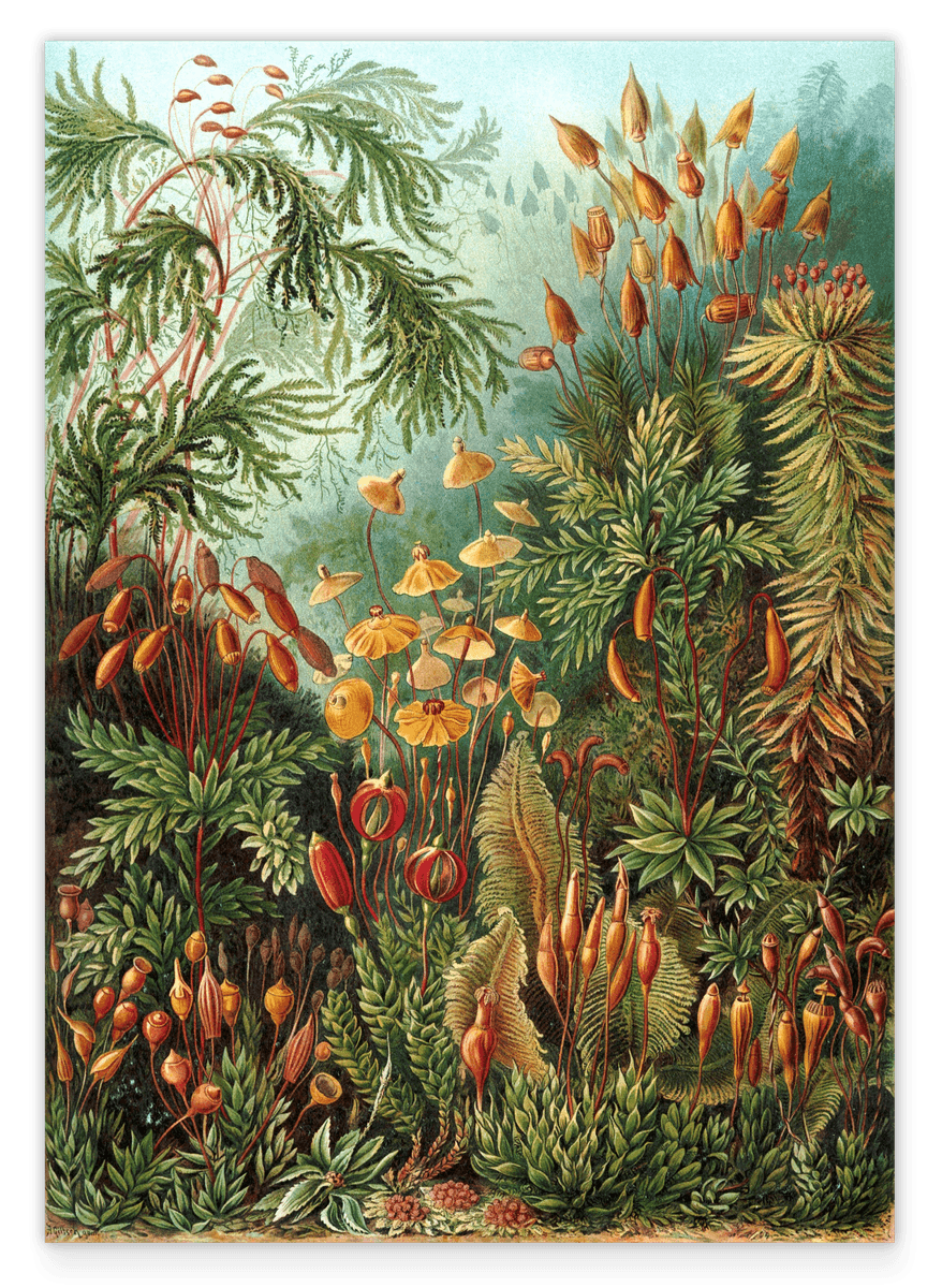 Ernst Haeckel - Botanik