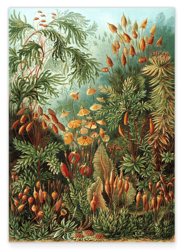 Ernst Haeckel - Botanik