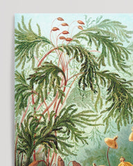 After Hover: Ernst Haeckel - Botanik