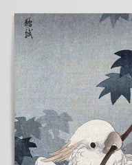After Hover: Ohara Koson - Kakadu auf Ast
