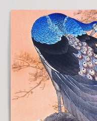 After Hover: Ohara Koson - Zwei blaue Pfauen
