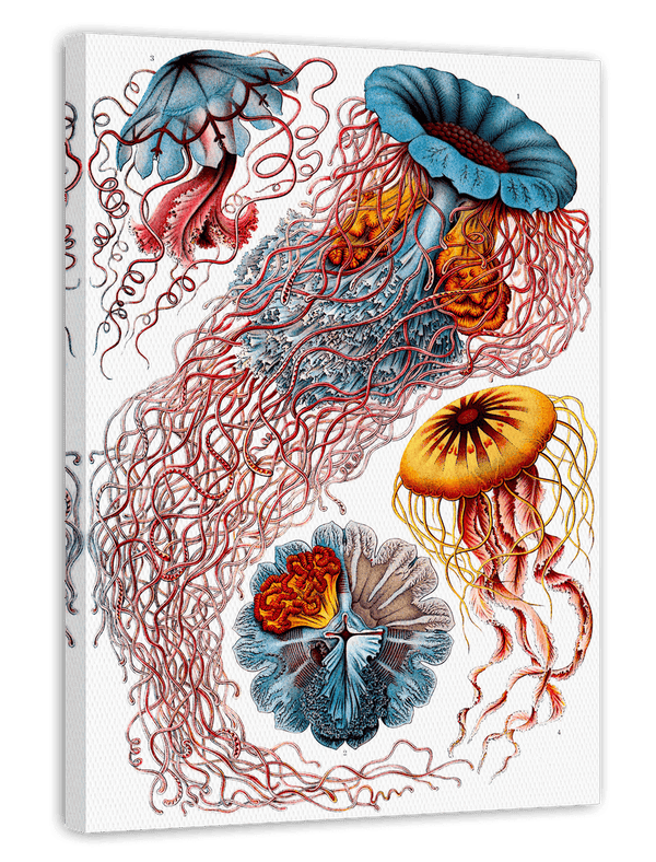 Ernst Haeckel - Quallen