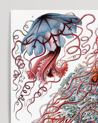 After Hover: Ernst Haeckel - Quallen