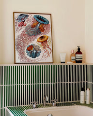 After Hover: Ernst Haeckel - Quallen