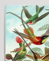 After Hover: Ernst Haeckel - Vögel im Paradies