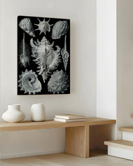 After Hover: Ernst Haeckel - Seemuscheln und Schnecken