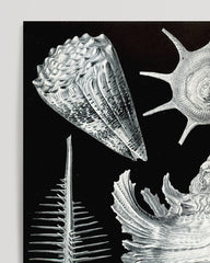 After Hover: Ernst Haeckel - Seemuscheln und Schnecken