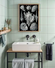 After Hover: Ernst Haeckel - Seemuscheln und Schnecken