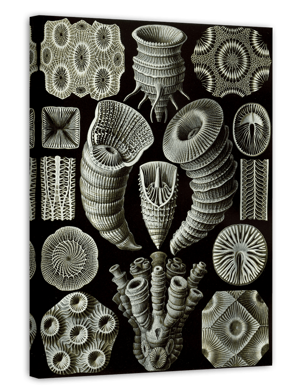 Ernst Haeckel - Kunstformen des Meeres