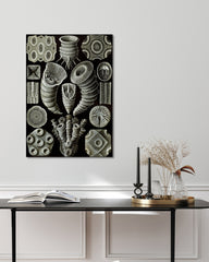 After Hover: Ernst Haeckel - Kunstformen des Meeres