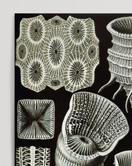 After Hover: Ernst Haeckel - Kunstformen des Meeres