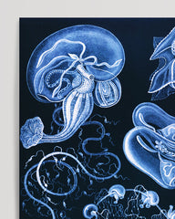 After Hover: Ernst Haeckel - Kunstformen des Meeres in blau