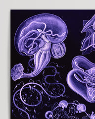 After Hover: Ernst Haeckel - Kunstformen des Meeres in violett