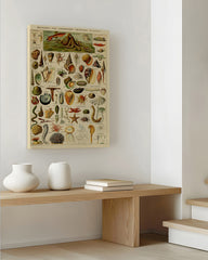 After Hover: Adolphe Philippe Millot - Muscheln und Schnecken