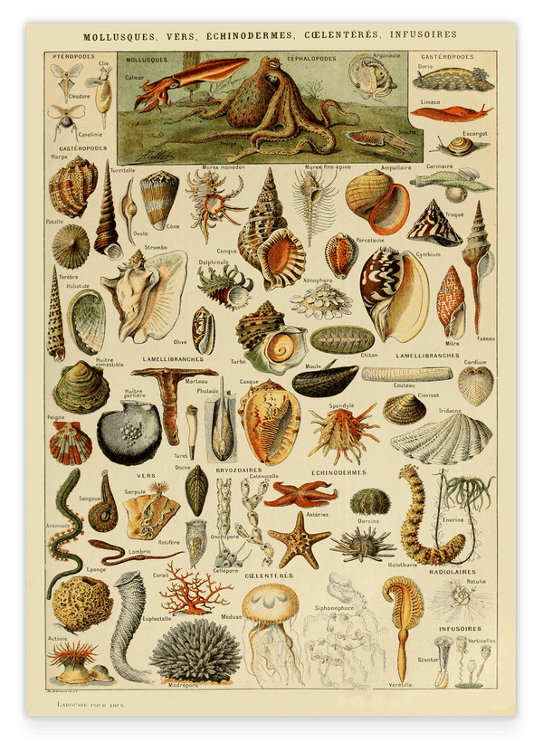 Adolphe Philippe Millot - Muscheln und Schnecken