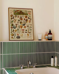 After Hover: Adolphe Philippe Millot - Muscheln und Schnecken