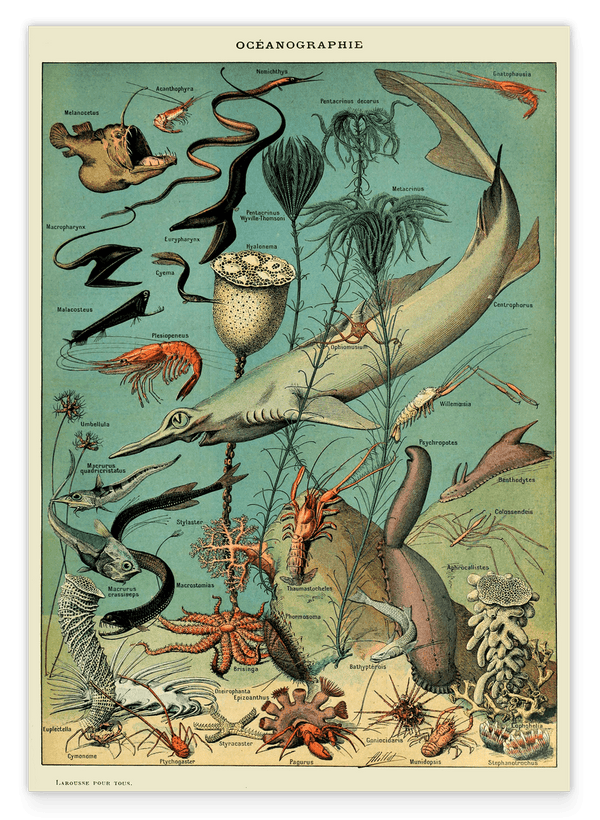 Adolphe Philippe Millot - Unterwasserwelt I