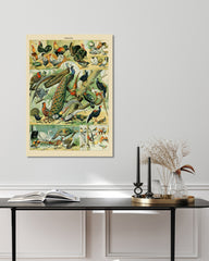 After Hover: Adolphe Philippe Millot - Vogelarten