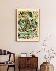 After Hover: Adolphe Philippe Millot - Vogelarten