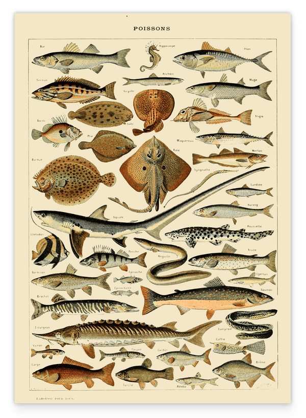 Adolphe Philippe Millot - Fische