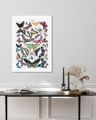 After Hover: Adolphe Philippe Millot - Schmetterlinge