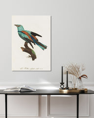 After Hover: François Levaillant - Bunter Paradiesvogel