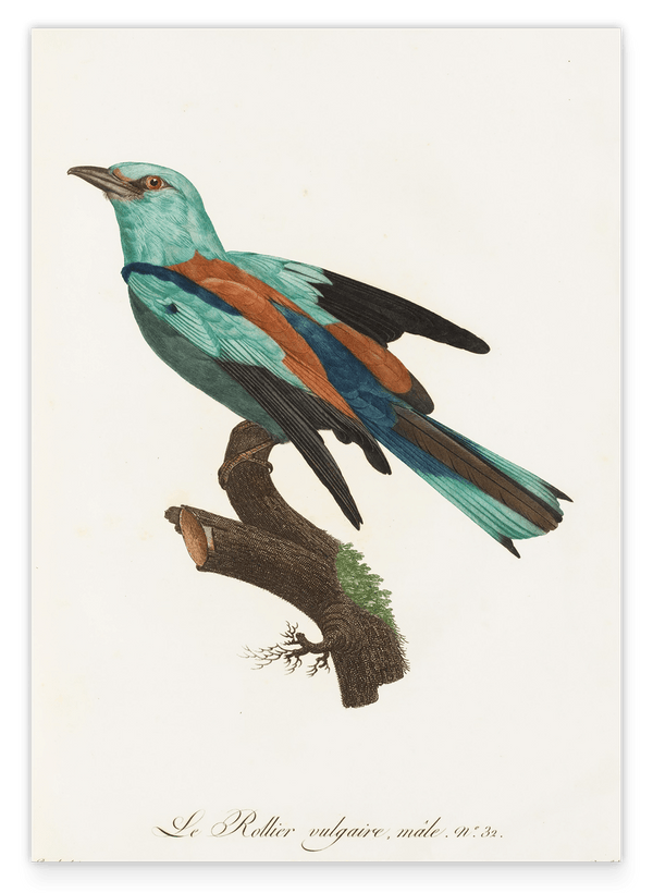 François Levaillant - Bunter Paradiesvogel