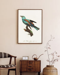 After Hover: François Levaillant - Bunter Paradiesvogel