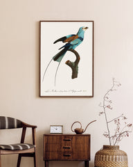 After Hover: François Levaillant - Bunter Paradiesvogel