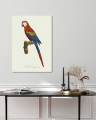 After Hover: François Levaillant - Roter Ara - Kunstdruck in Weiß