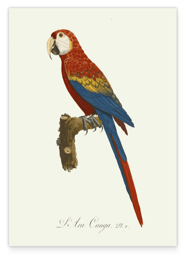 François Levaillant - Roter Ara - Kunstdruck in Weiß