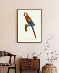 After Hover: François Levaillant - Roter Ara - Kunstdruck in Weiß