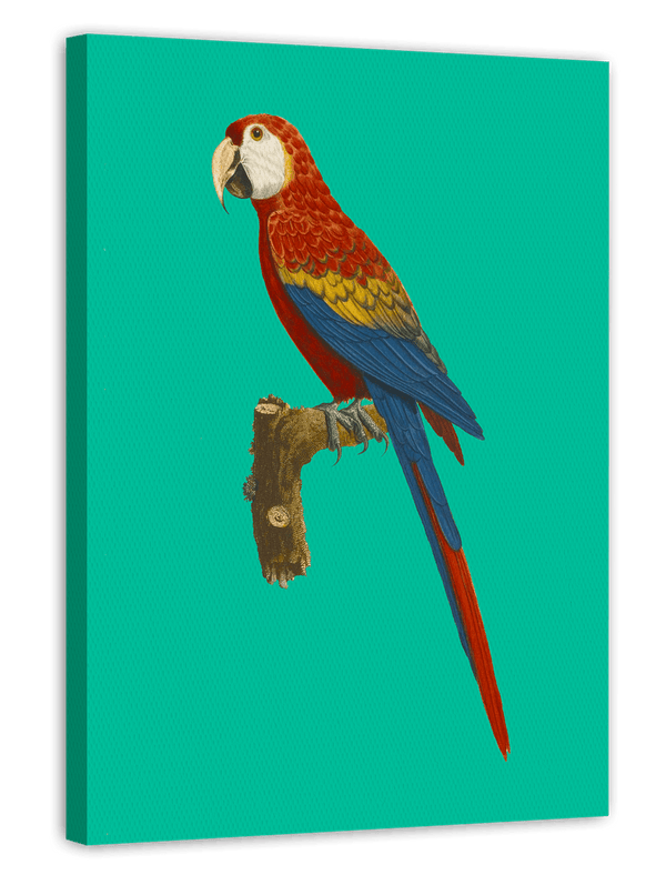 François Levaillant - Ara auf türkisem Hintergrund