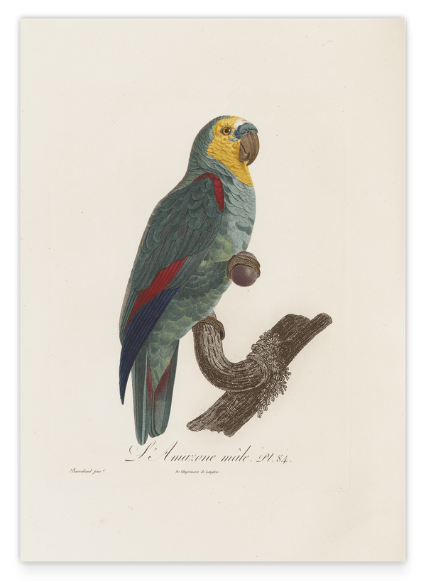 François Levaillant - Paradiesvogel