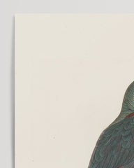 After Hover: François Levaillant - Paradiesvogel