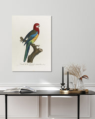 After Hover: François Levaillant - Paradiesvogel